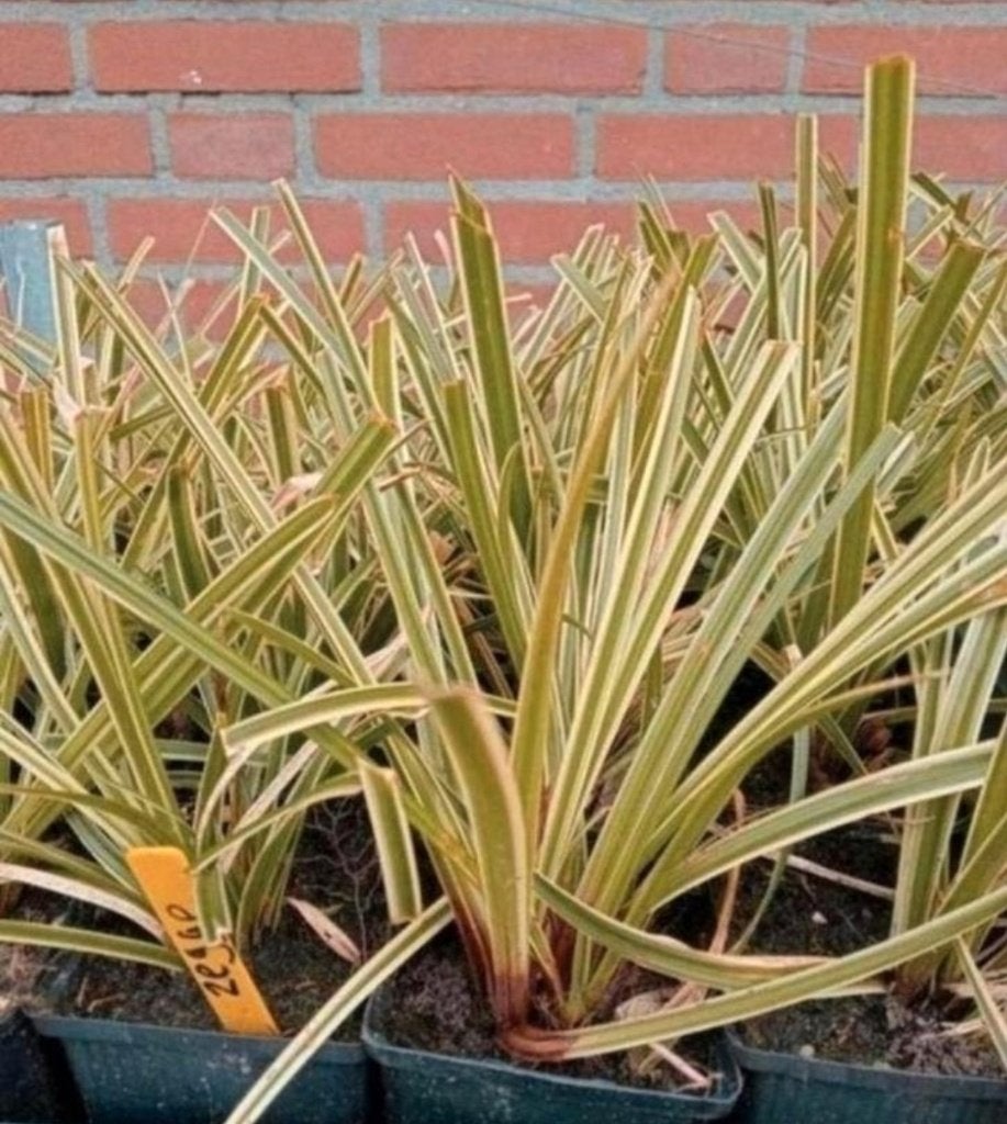 Carex marrowii 'ice dance' zegge, Ophalen, Vaste plant, Siergrassen, Halfschaduw