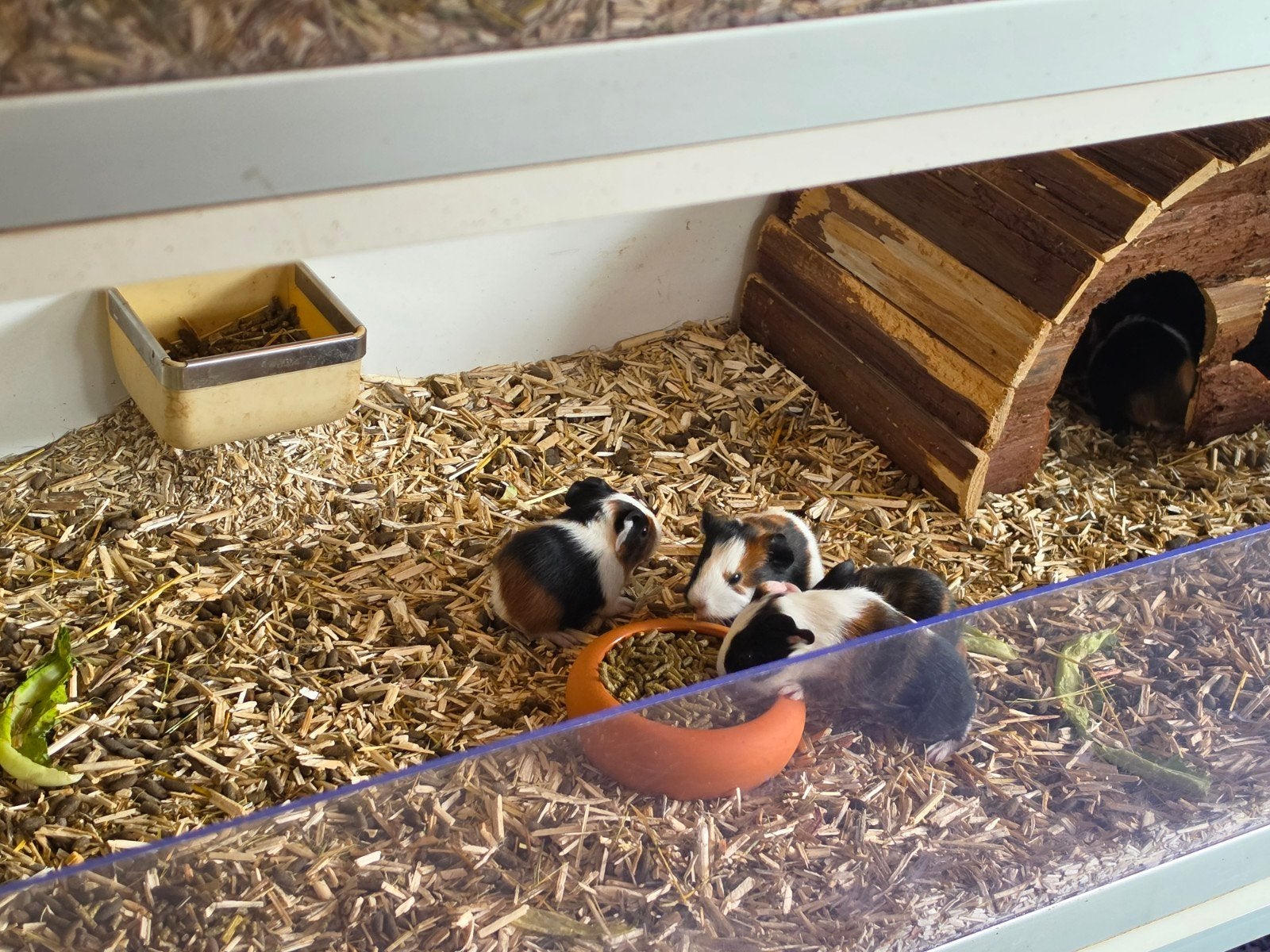 Mooie jonge cavias beschikbaar, Cavia, Mei, Meerdere dieren, Tam