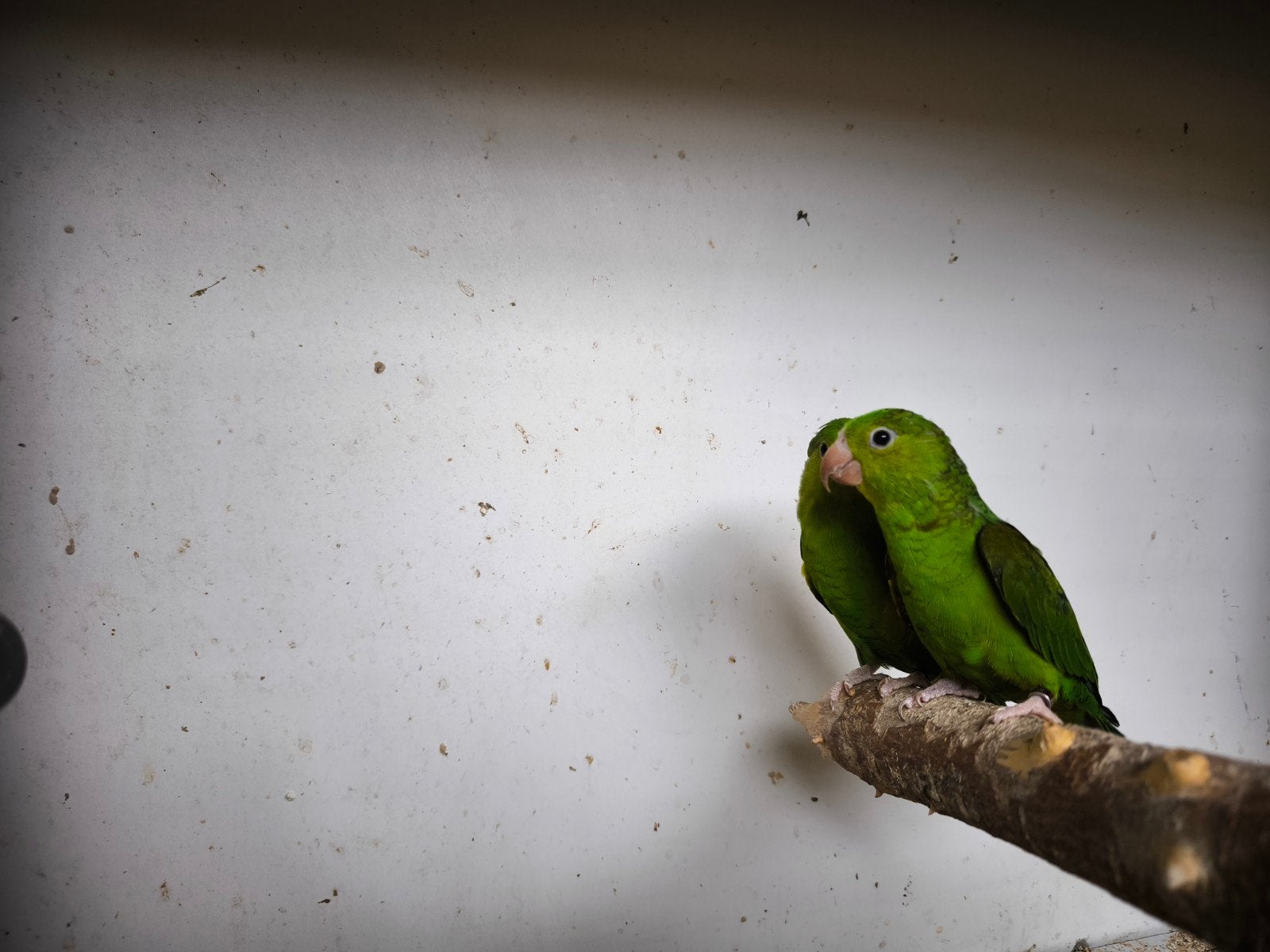 Koppel brotogeris tirca dna, Dieren en Toebehoren, Vogels | Parkieten en Papegaaien, Meerdere dieren, Parkiet, Tam