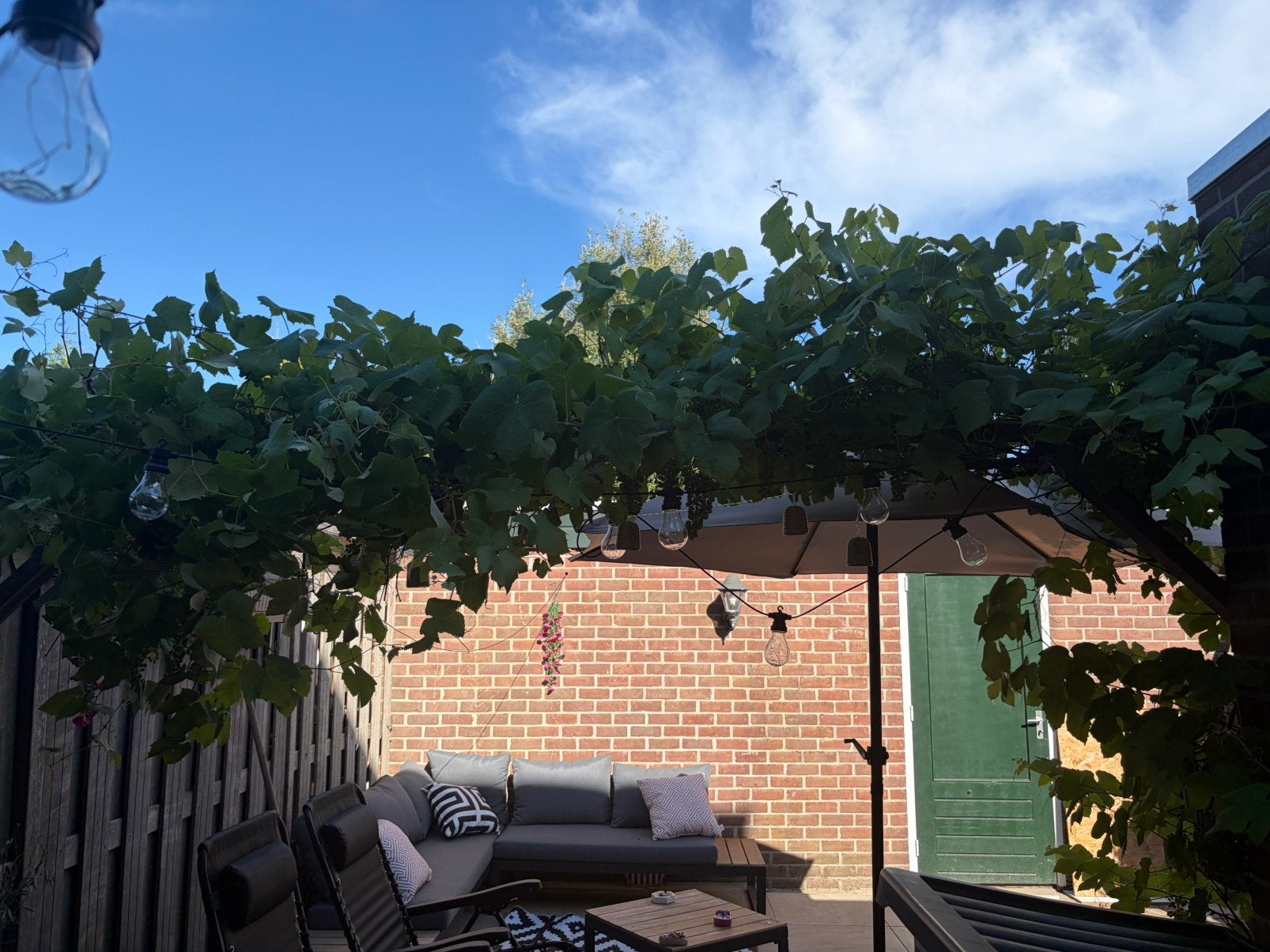 Druivenboom, Tuin en Terras, Planten | Fruitbomen, Ophalen, Overige soorten, Lente
