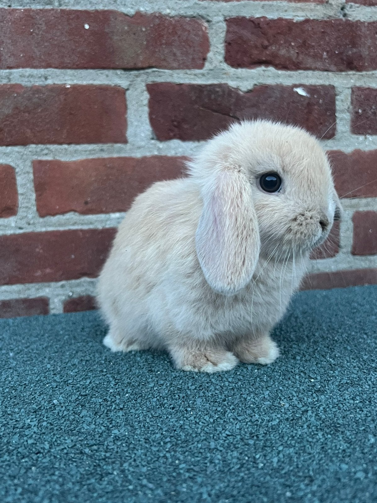 Lieve raszuivere jonge minilop, Dieren en Toebehoren, Konijnen, Mannelijk, Dwerg