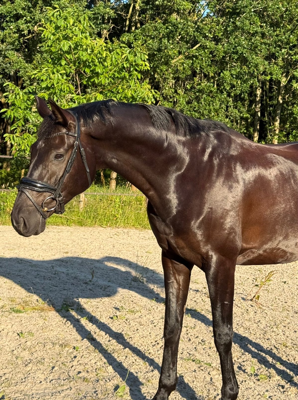 Lieve, brave ruin v. Governor, Dieren en Toebehoren, Paarden, Met stamboom, Ruin, Dressuurpaard, L