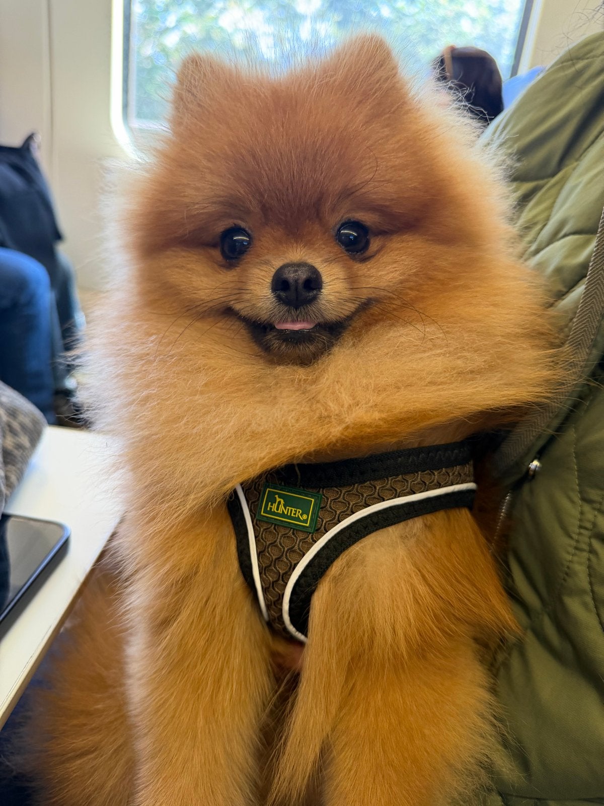 Raszuivere Pomeriaan reu (11 maanden oud, Dieren en Toebehoren, Honden | Niet-rashonden, 15 weken tot 1 jaar, Reu, Parvo, Eén hond