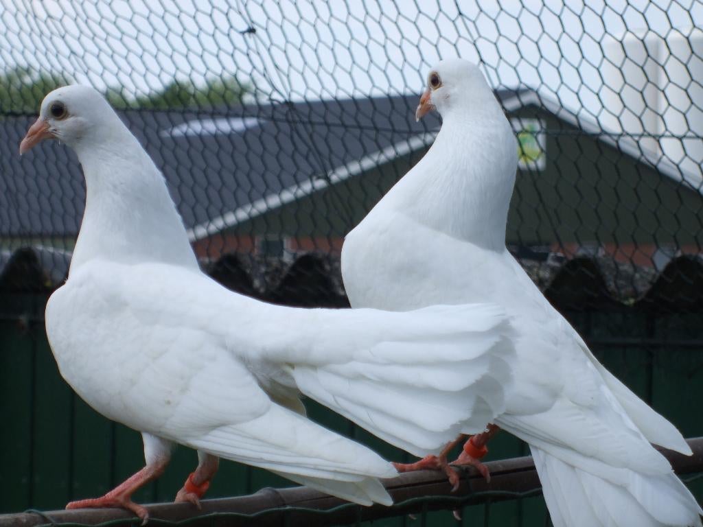 Te Koop Witte Pauwstaartjes, Dieren en Toebehoren, Vogels | Duiven, Meerdere dieren, Overige soorten