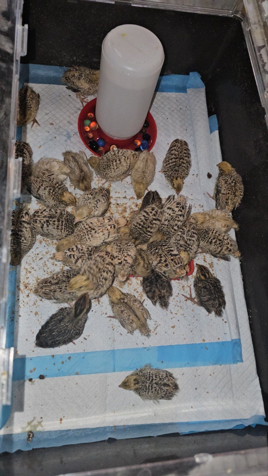 30 jumbo kwartels te koop kuikens, Meerdere dieren