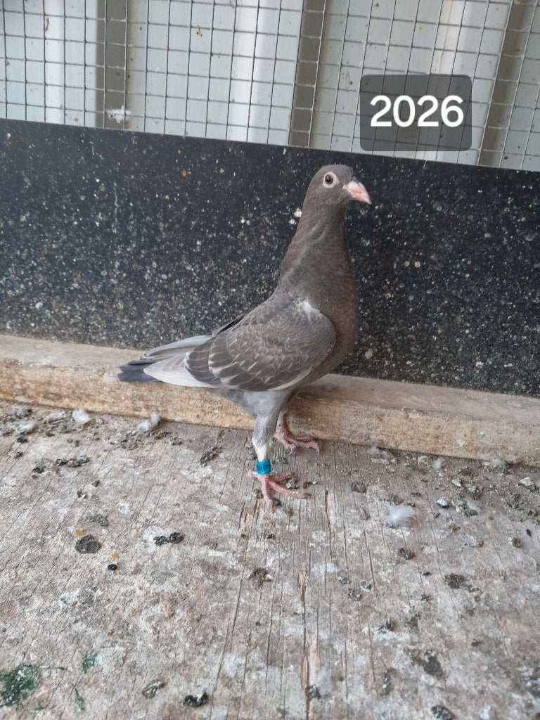 Kleurpostduiven, Meerdere dieren, Postduif