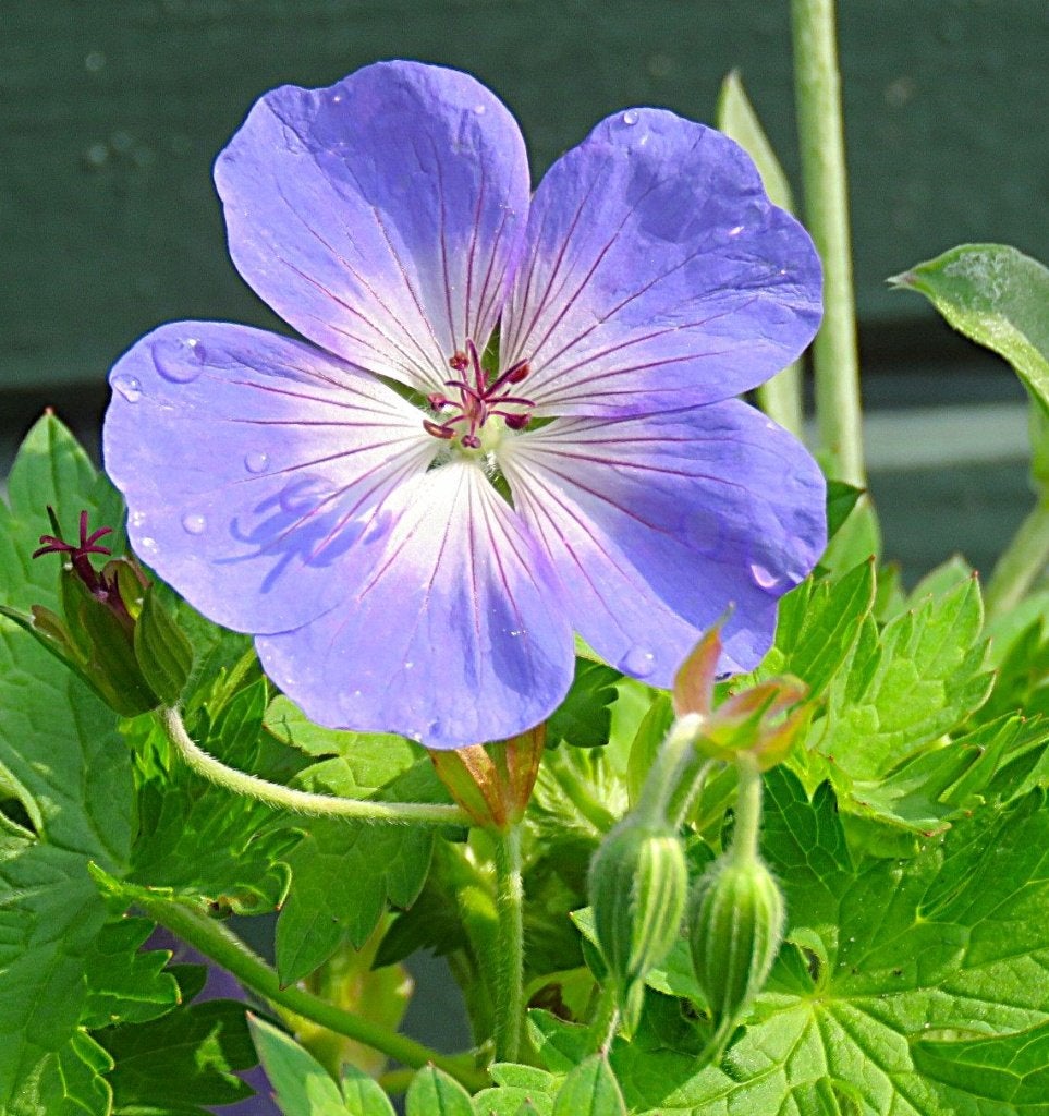 Vaste plant : Geranium Rozanne 3 euro, Volle zon, Vaste plant, Zomer, Ophalen