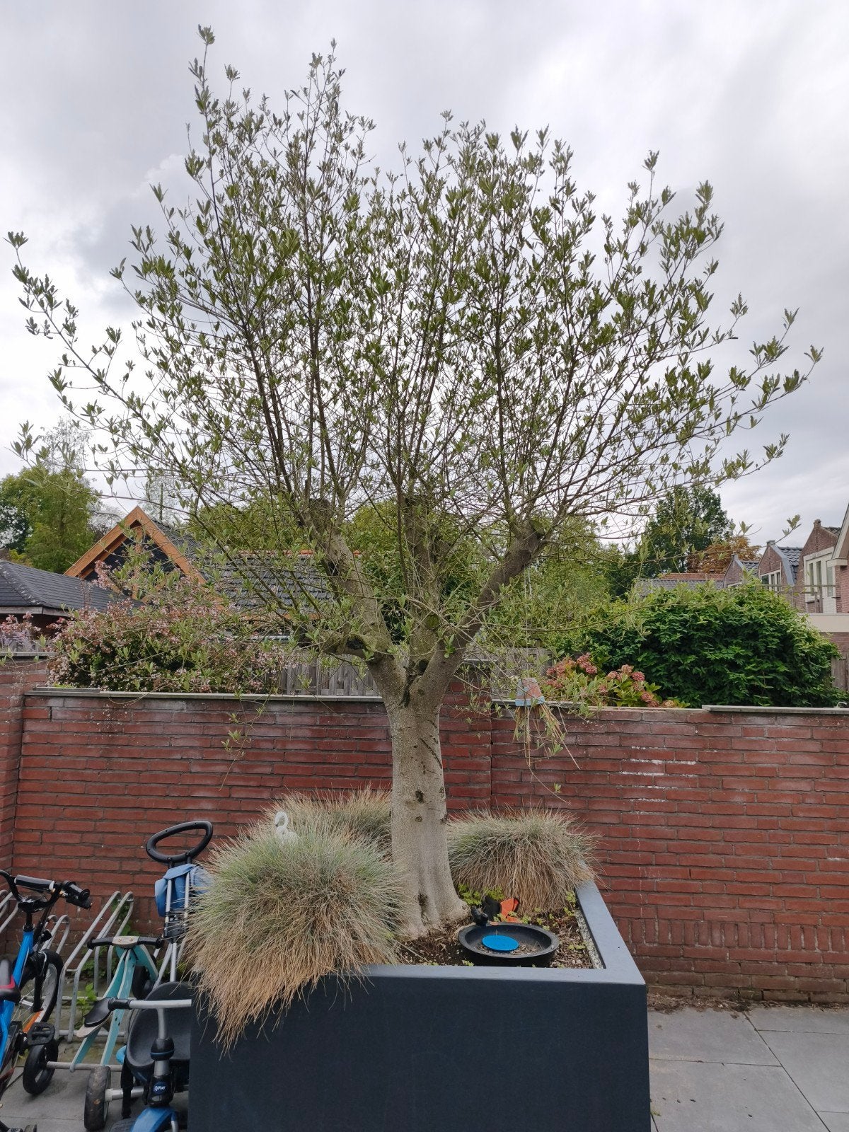 Gratis Olijfboom af te halen (zelf uitgraven), Tuin en Terras, Lente, 100 tot 250 cm, Olijfboom, Ophalen