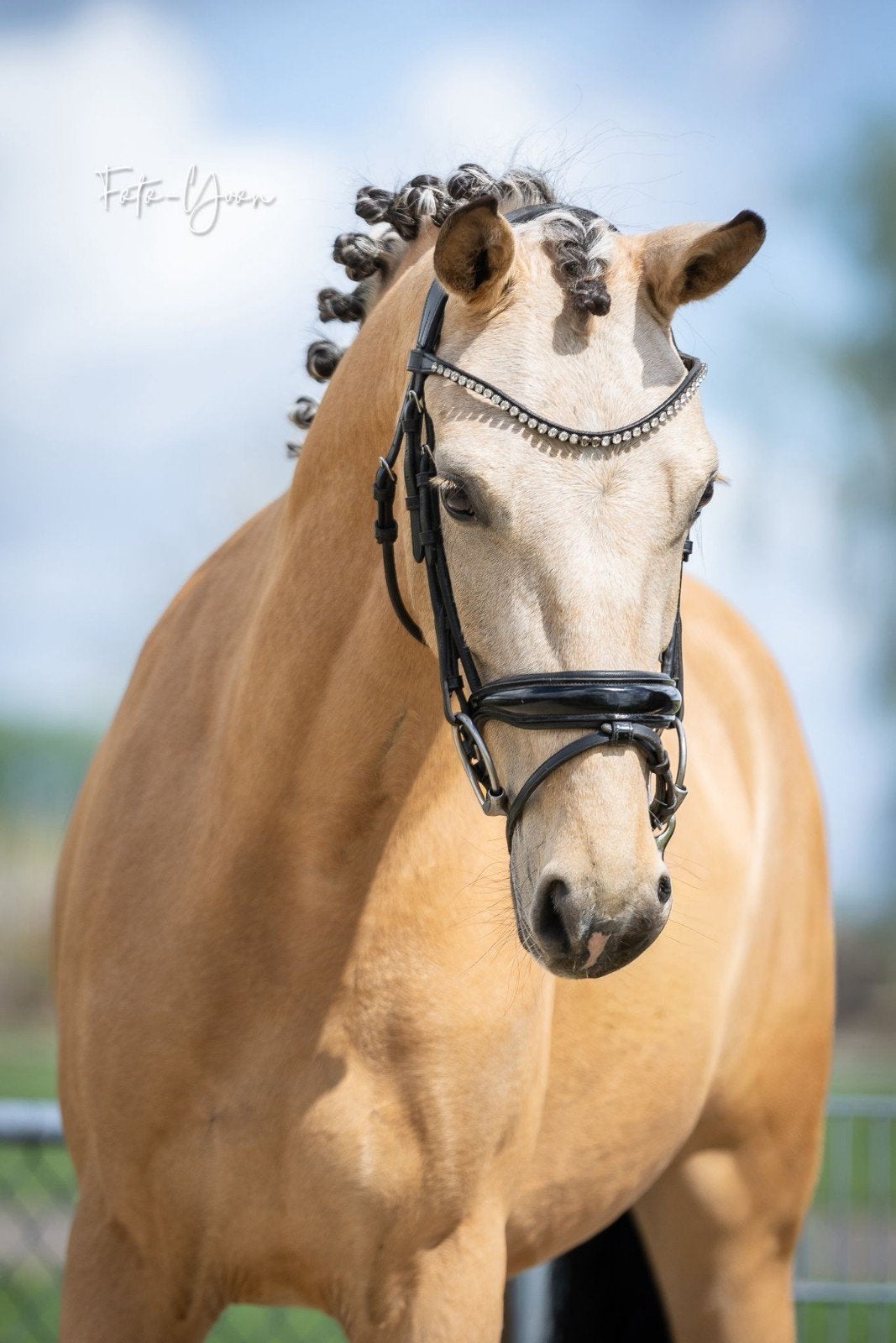 Foto 2 van Knappe new forest D pony