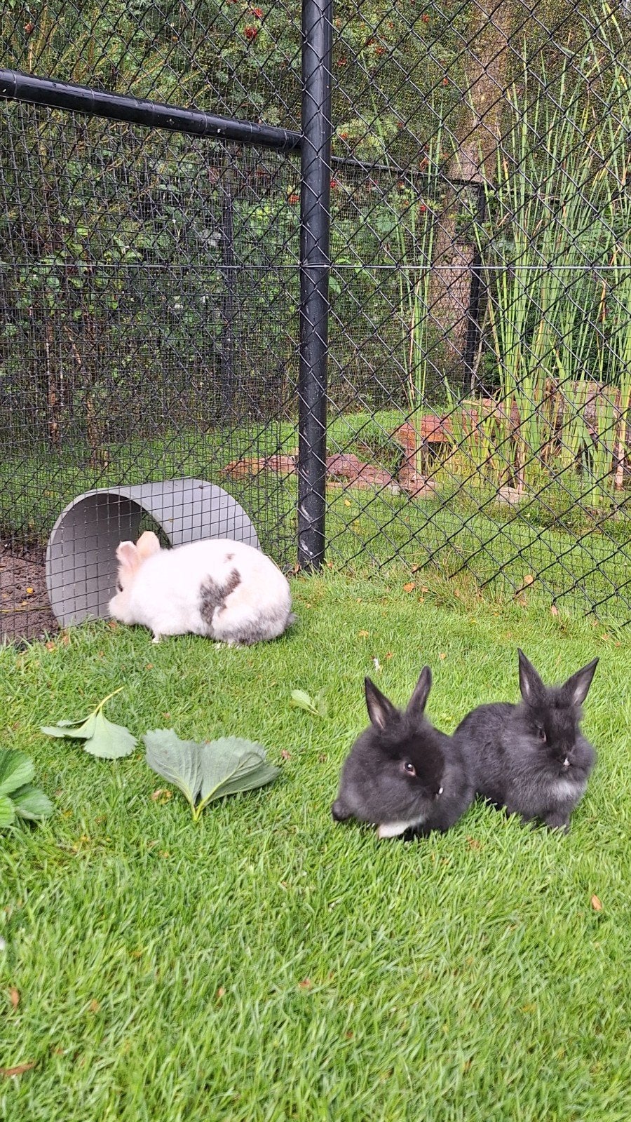 2 mooie jonge zwarte tamme konijntjes., Dieren en Toebehoren, Meerdere dieren, Groot