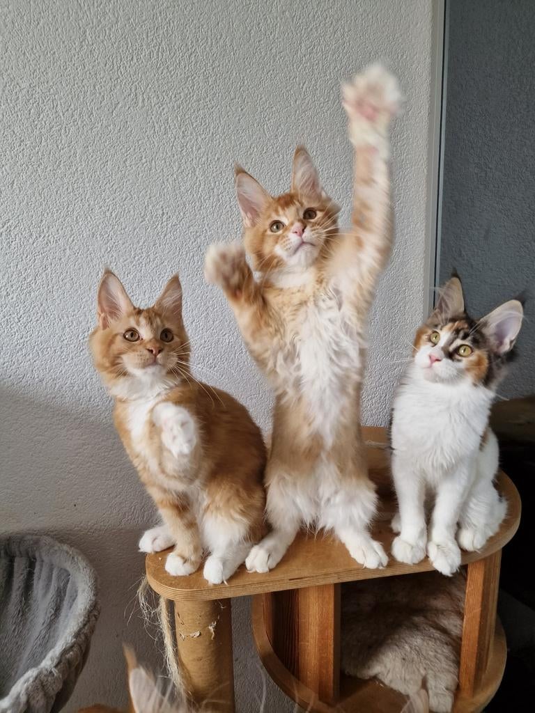 Maine coons met stamboom, Meerdere dieren, Met stamboom, 0 tot 2 jaar