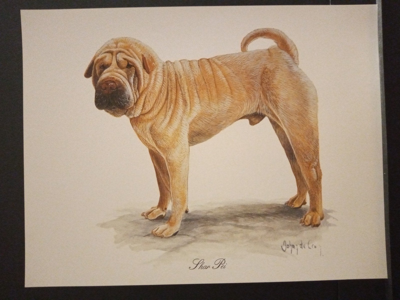 Shar Pei - kunstprent - Johan de Crem tekenaar, Verzenden, 1980 tot heden, Zo goed als nieuw, Dier
