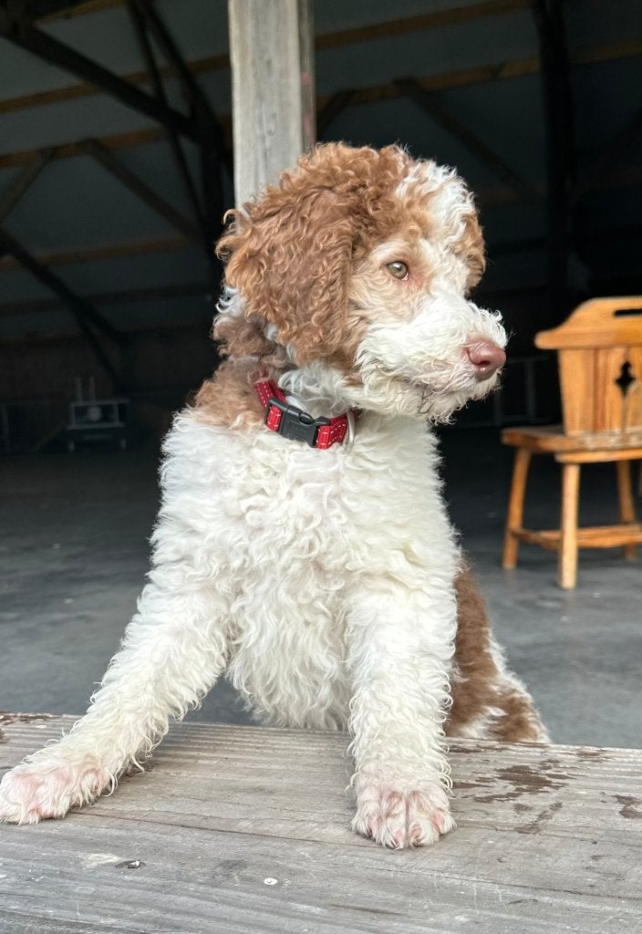 DOODLE PUP TEEF ZARIA, Nederland, Overige rassen, CDV (hondenziekte), 8 tot 15 weken