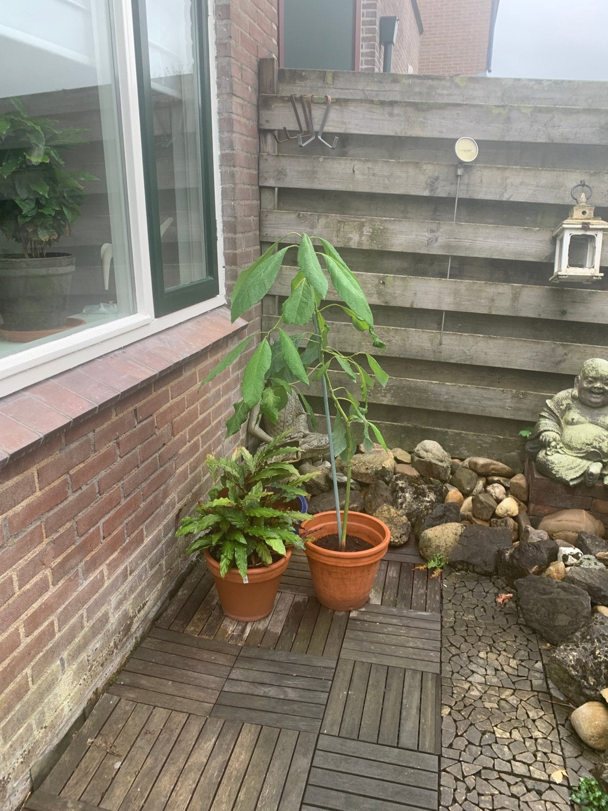 Avocadoboom, Ophalen