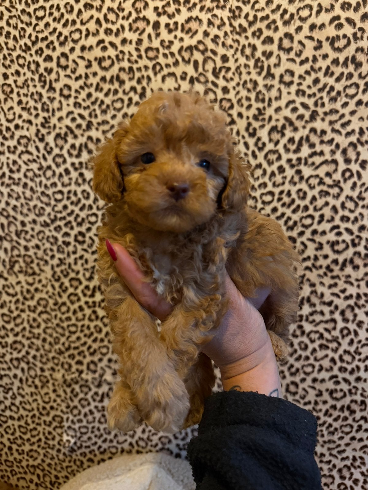 Maltipoo pups, maltipoo x toy poedel, Nederland, Overige rassen, CDV (hondenziekte), 8 tot 15 weken