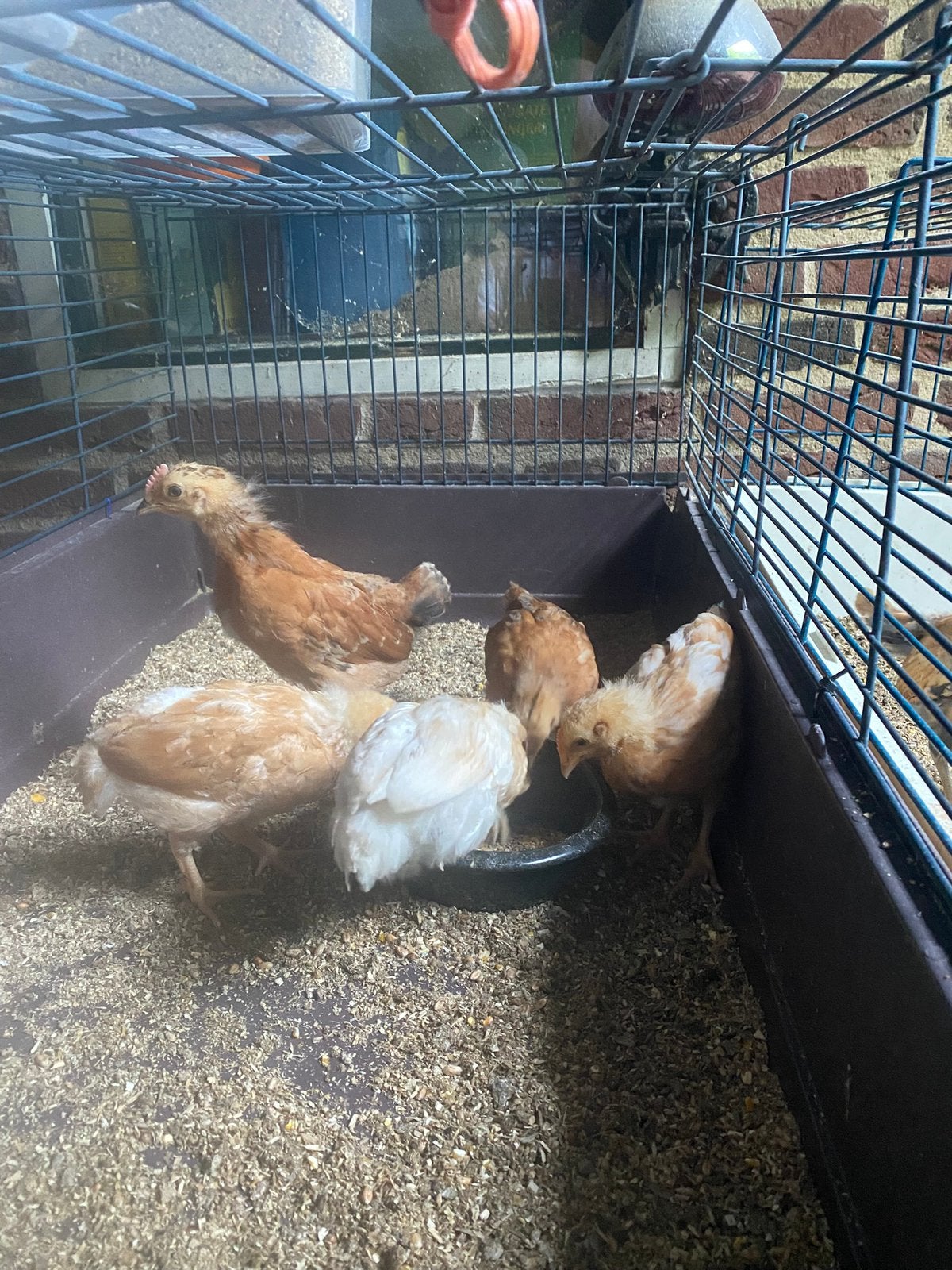 Aangeboden, Kuikens (5), Dieren en Toebehoren, Pluimvee, Geslacht onbekend, Kip