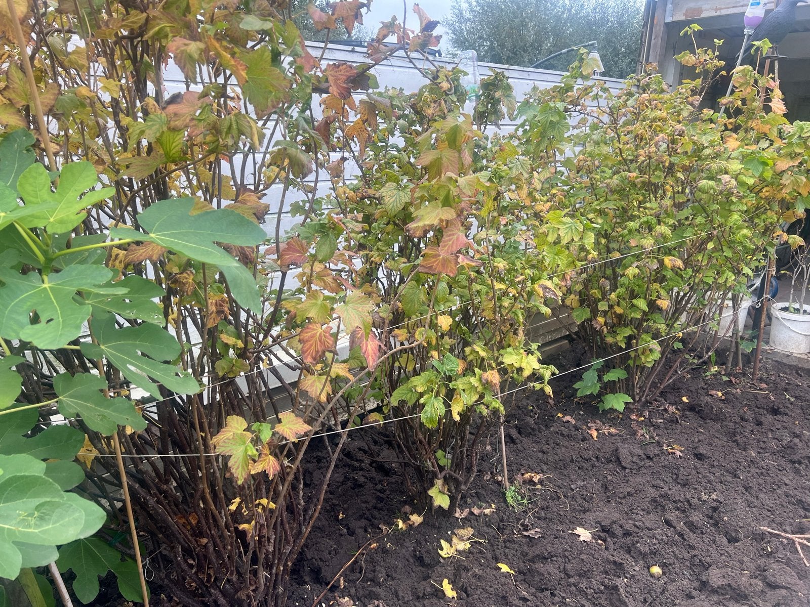 Blauwe bessen boompjes - Meerdere stuks beschikbaar, Ophalen, Volle zon, Vaste plant, Fruitplanten