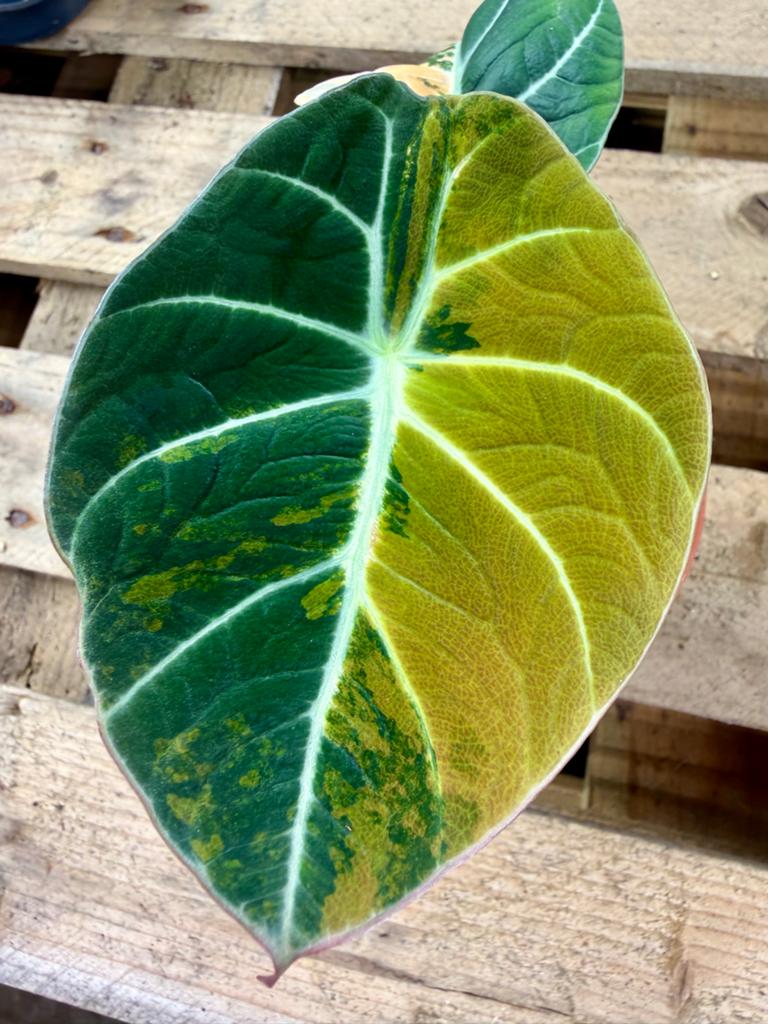 Alocasia Black Velvet Aurea Variegata p12, Ophalen of Verzenden