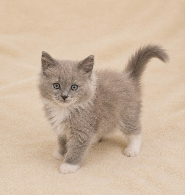 Siberische x Ragdoll kittens, Dieren en Toebehoren, Meerdere dieren