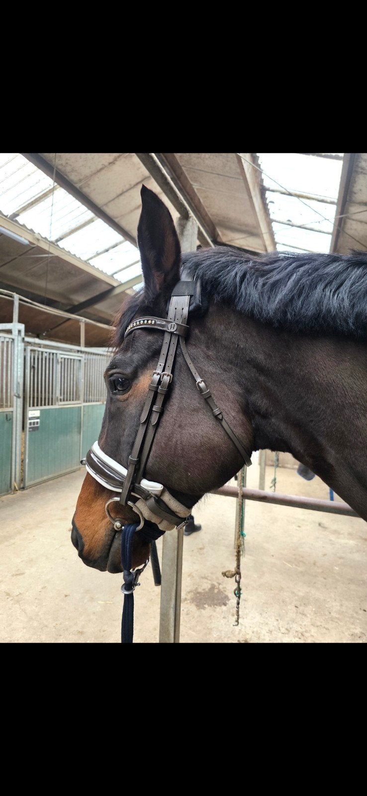 Harry's Horse Chic trenshoofdstel donkerbruin Full, Bruin, Harry's Horse, Ophalen of Verzenden, Zo goed als nieuw