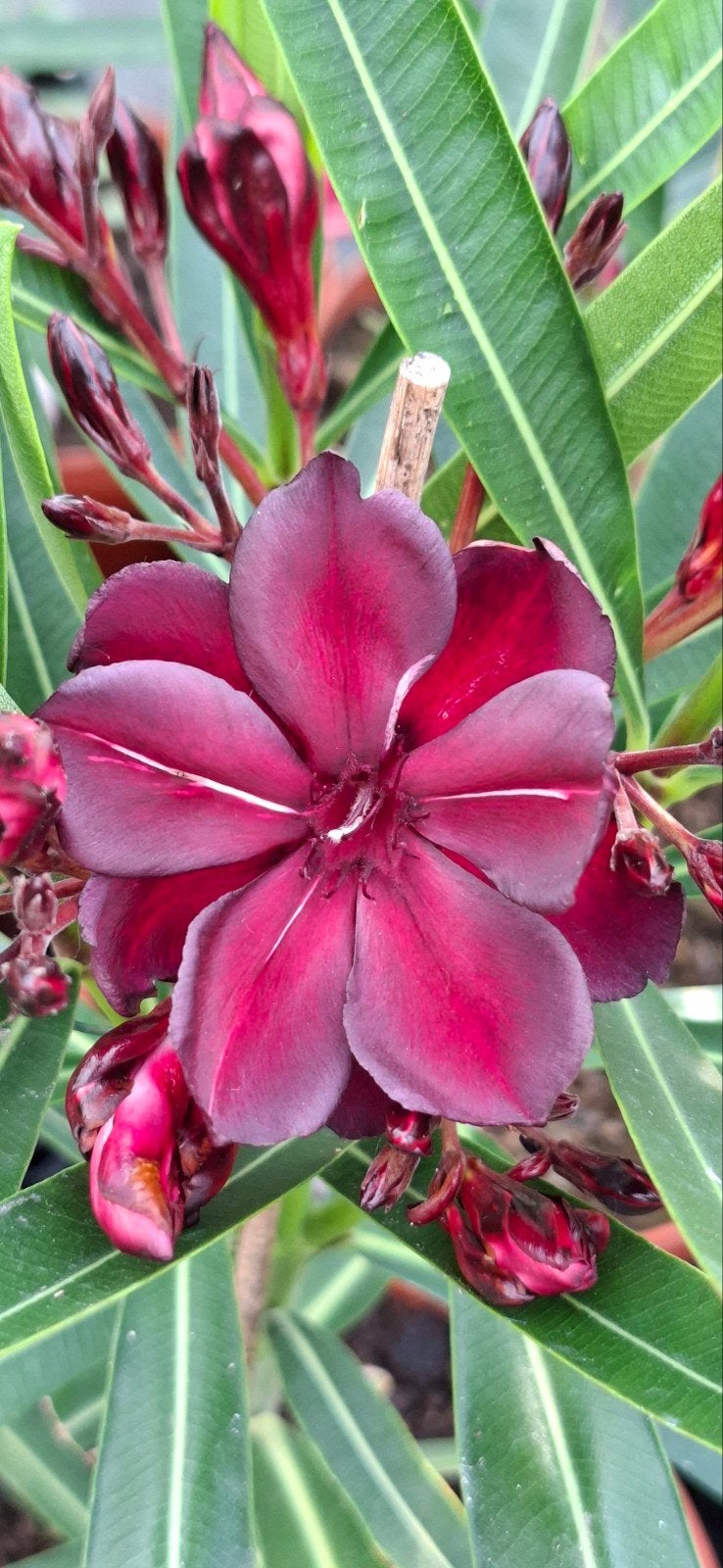 Oleanders: Meer dan 175 soorten uit Limburgse kwekerij, Ophalen of Verzenden