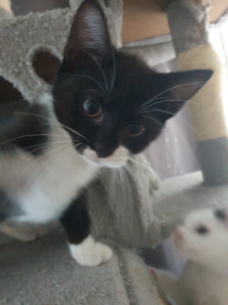Kittens, 0 tot 2 jaar