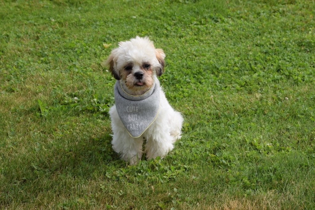Shih-tzu pup laatste uit nestje juist getrimd, 15 weken tot 1 jaar, Overige rassen, Buitenland, Parvo