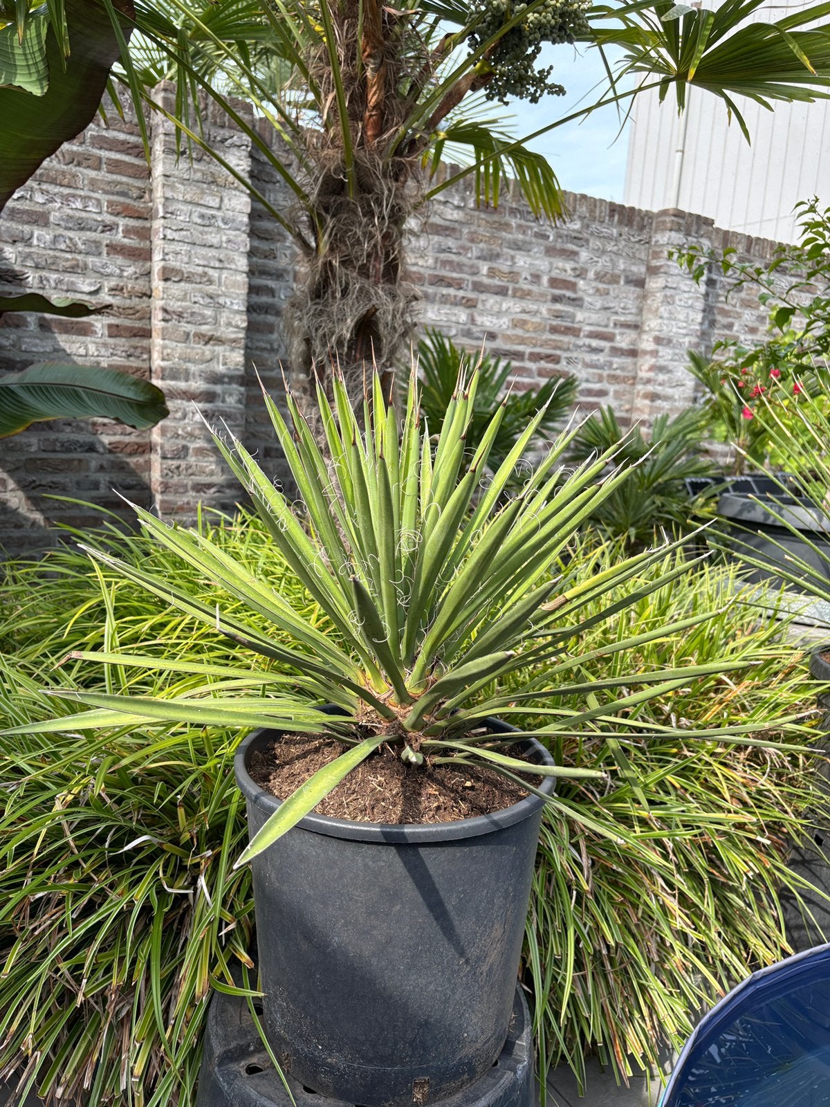 Mooie woestijnplant yucca filifera aangeboden!!, Volle zon, Vaste plant, Zomer, Ophalen