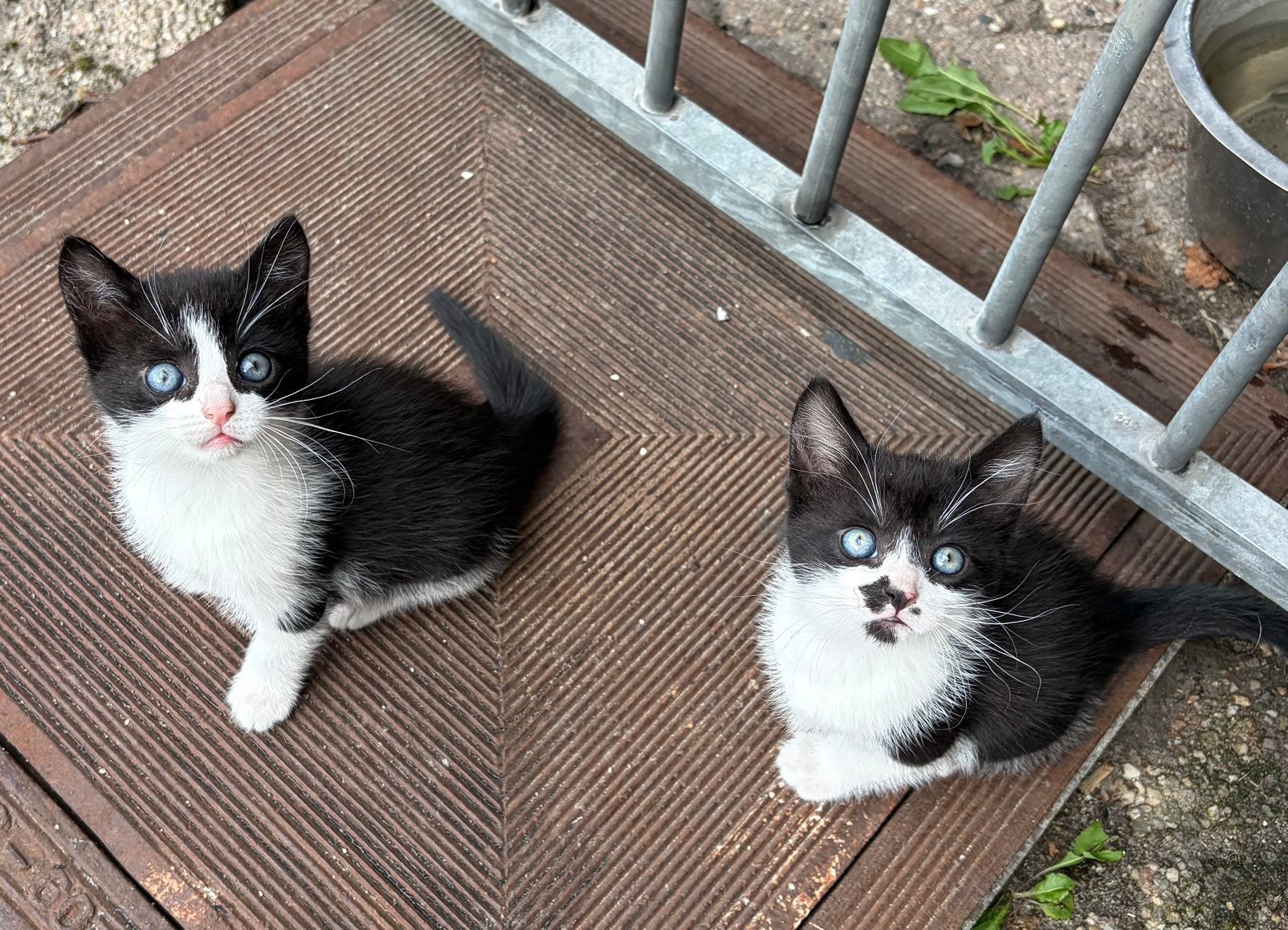 Tamme boerderij kittens te koop, Kater, Kortharig, 0 tot 2 jaar