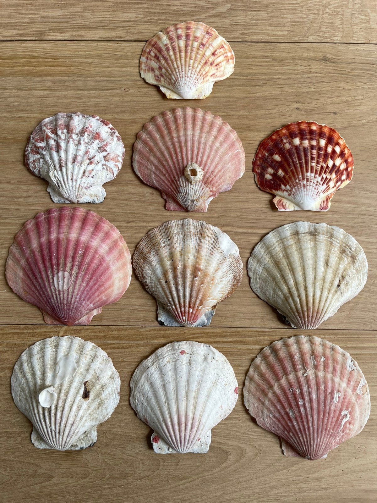10 Sint Jacobs Schelpen kleine maat / mini., Ophalen of Verzenden, Schelp(en)