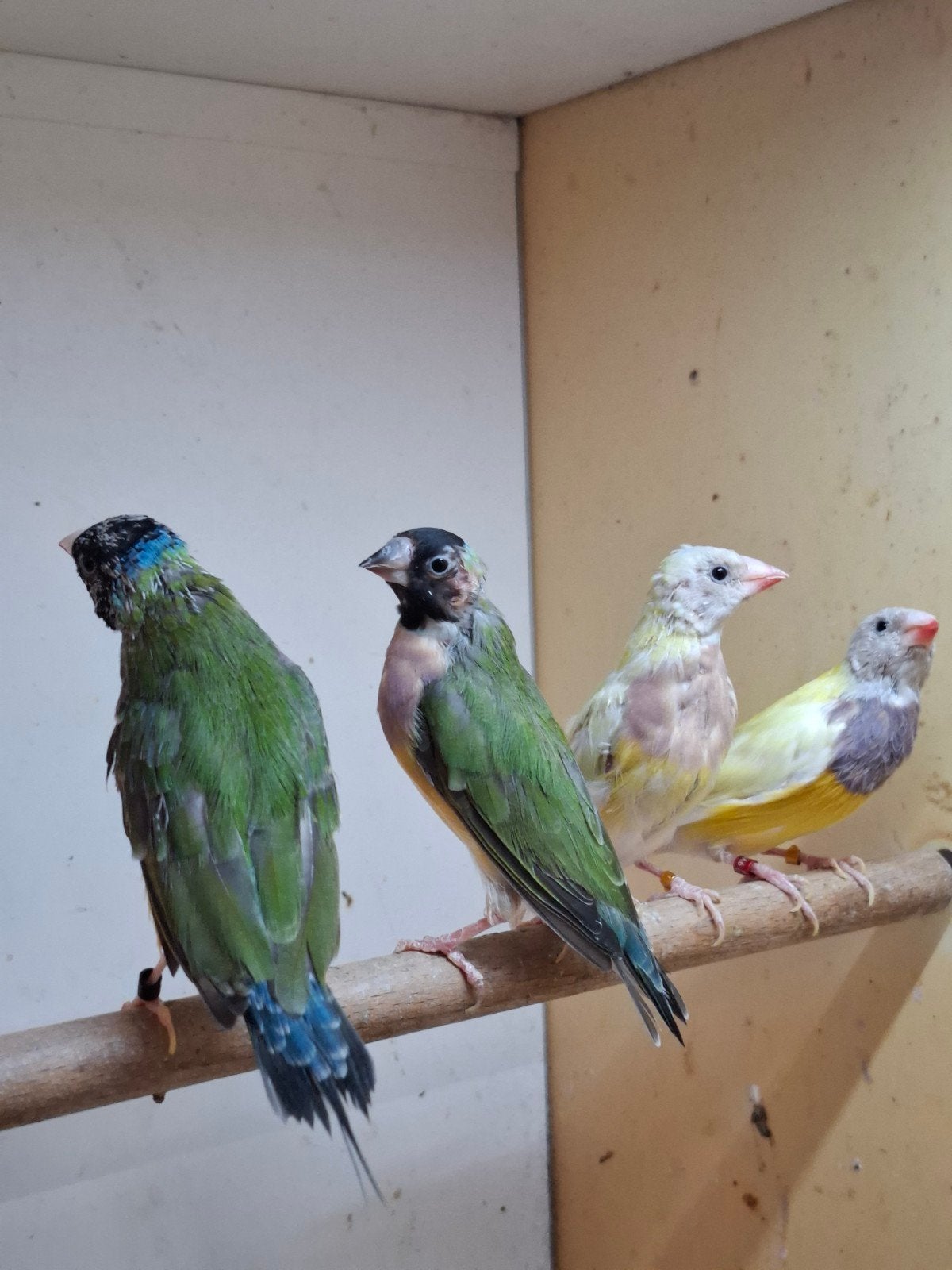2 koppels gouldamadines, Meerdere dieren