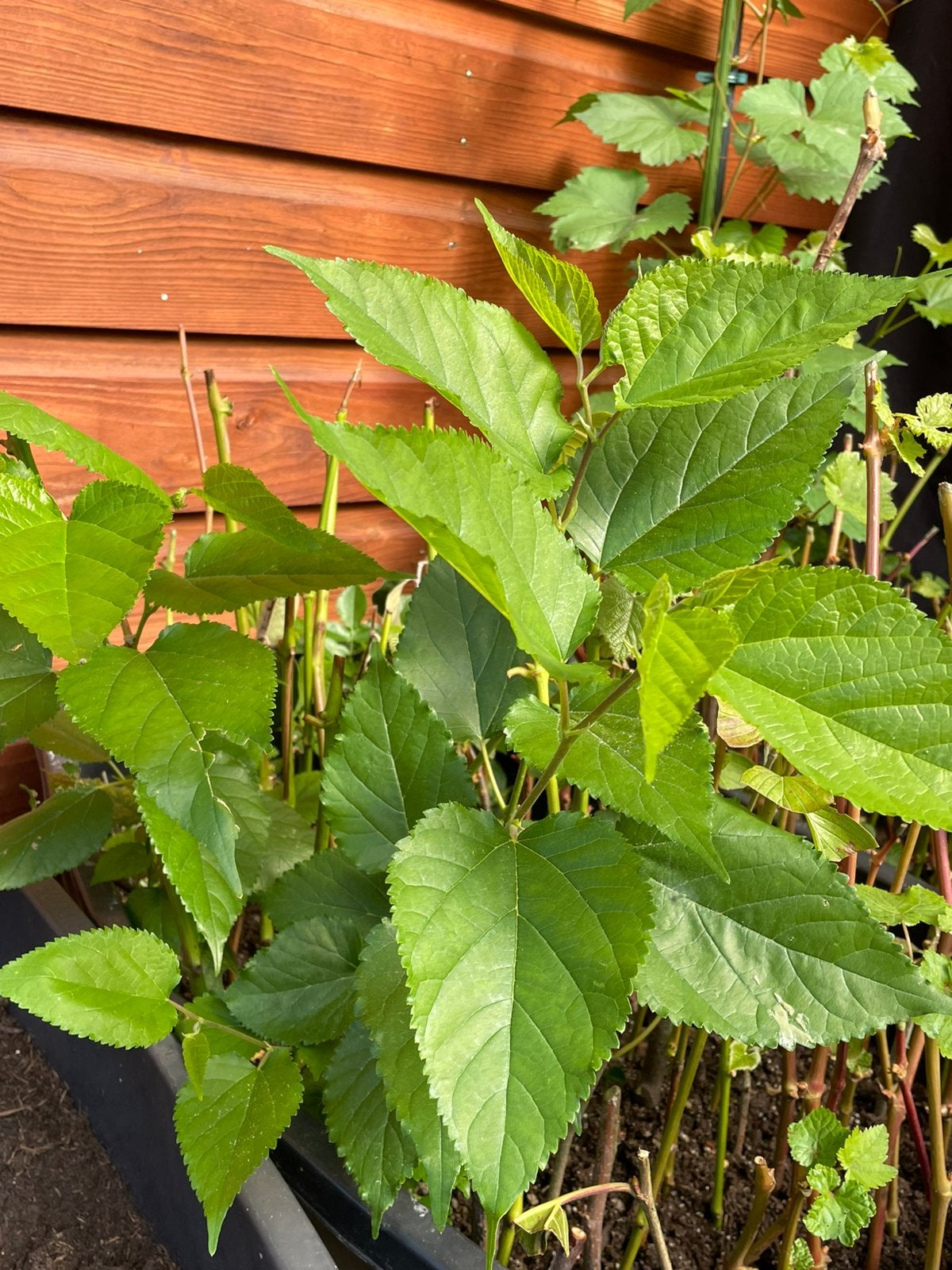Moerbei planten    per plant voor 15€, Ophalen, Overige soorten, Zomer