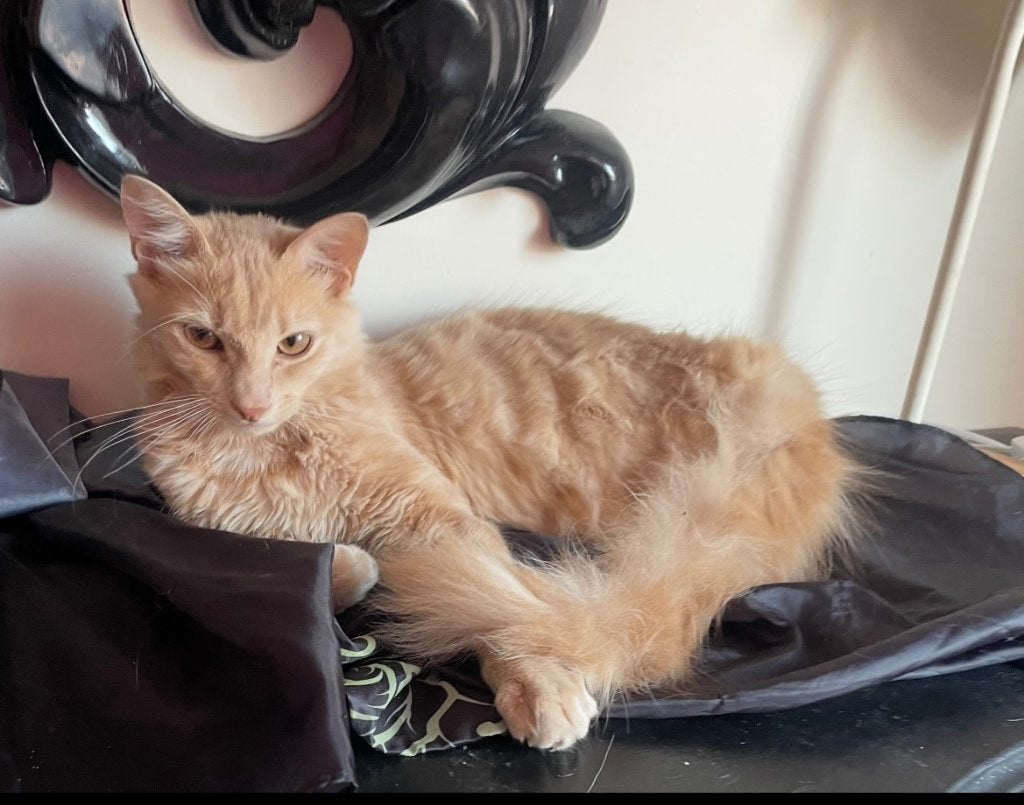Lieve kater lang half lang haar, Kater, Ontwormd, 0 tot 2 jaar