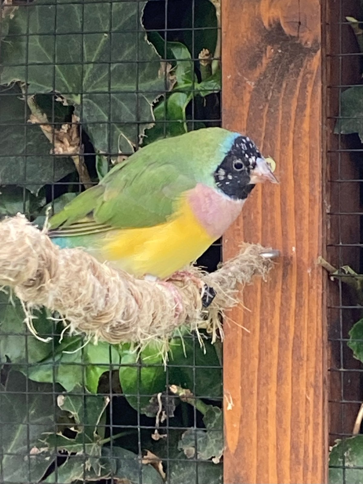 2 gouldamadines / pop / zwartkop lilaborst, Dieren en Toebehoren, Vogels | Overige Vogels, Vrouwelijk