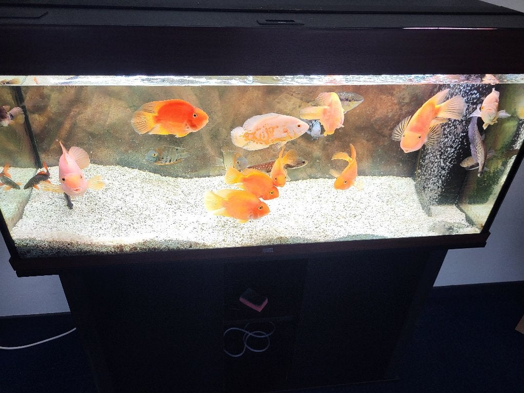complete juwel 120x40x40 cm leeg aquarium te koop, Ophalen, Gebruikt, Leeg aquarium, Verwarming