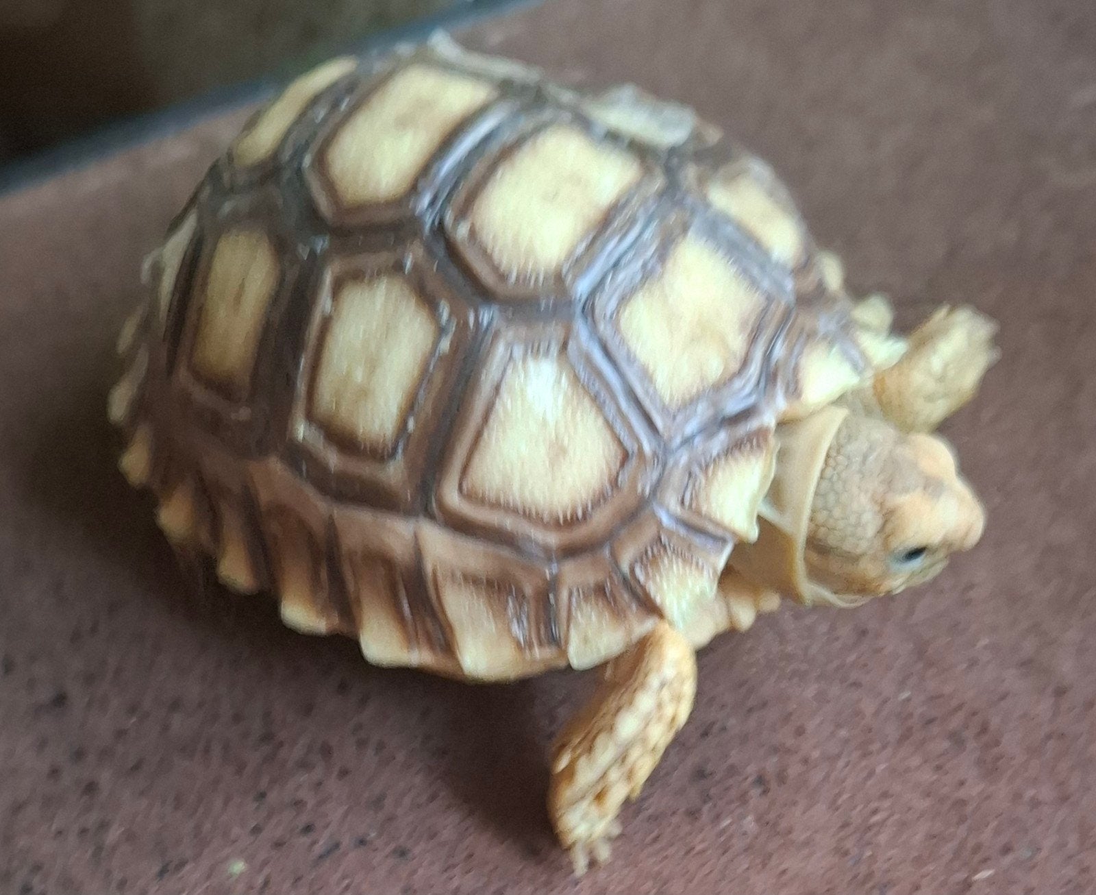 Sulcata (sporen schildpad), Schildpad, 0 tot 2 jaar
