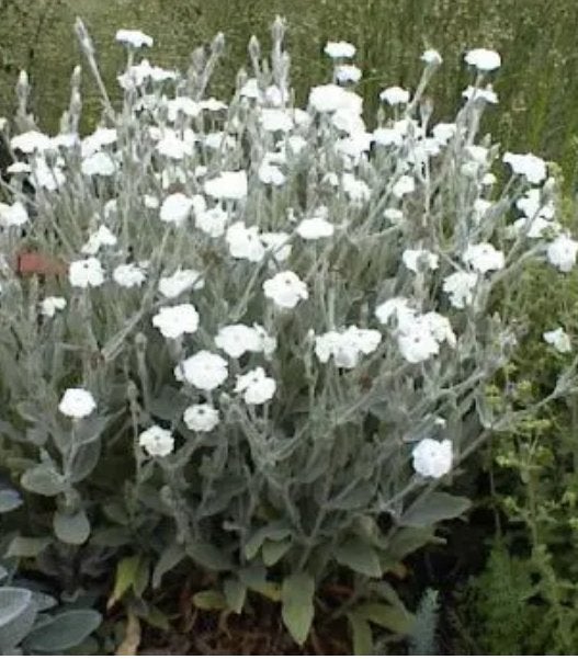 Prikneus wit Lychnis coronaria Alba tuinplant plant, Tuin en Terras, Ophalen, Overige soorten, Halfschaduw