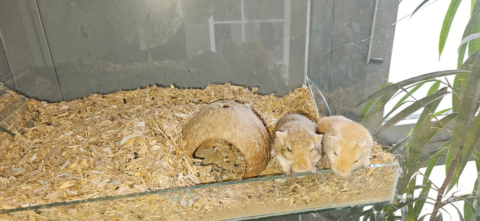 Gratis op te halen met terrarium twee gerbils, Maart, Mannelijk, Overige typen