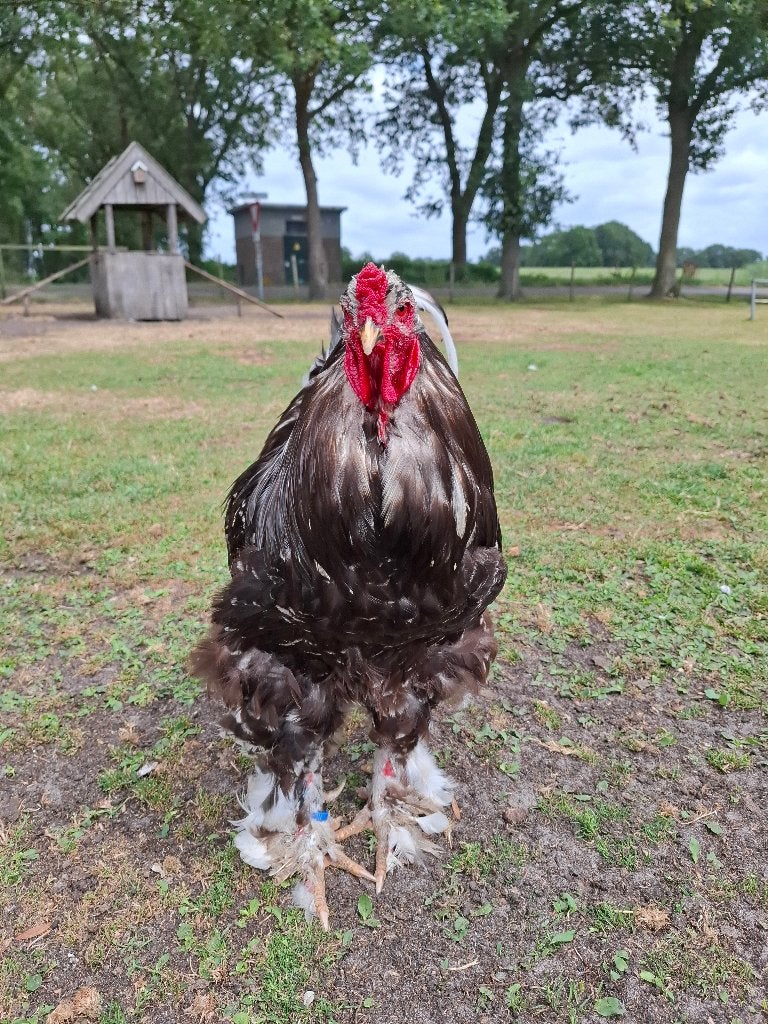 Brahma haan zwart / wit gepareld, Mannelijk, Kip
