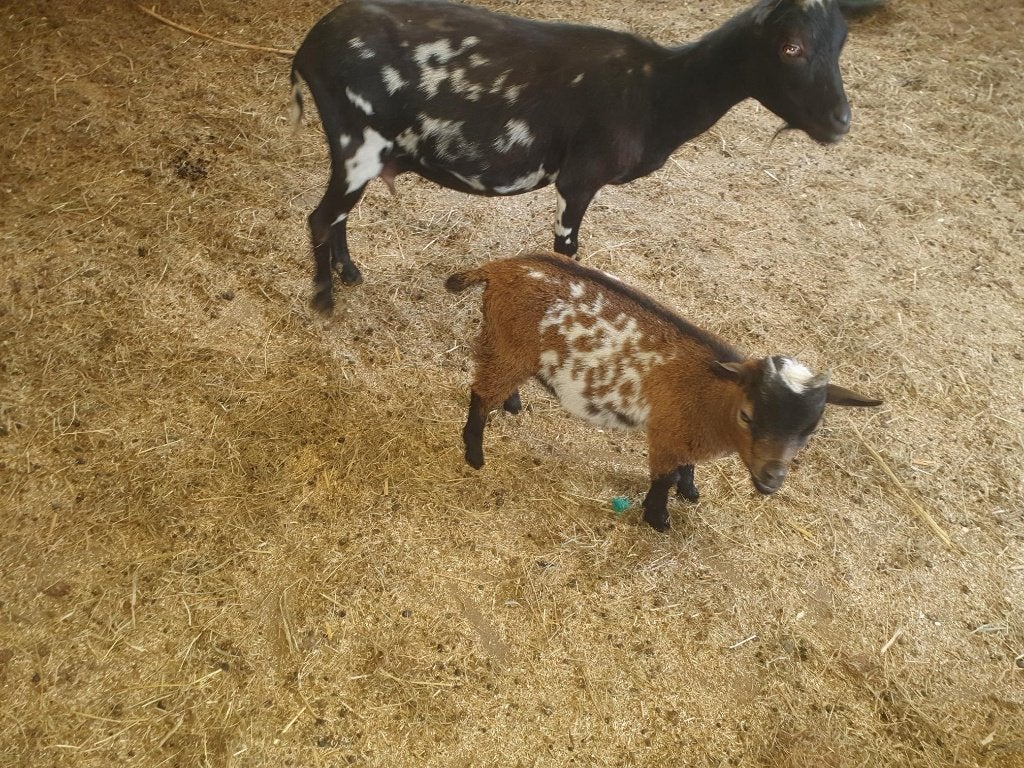 mooi stippel dwergbokje, Mannelijk, Geit, 0 tot 2 jaar