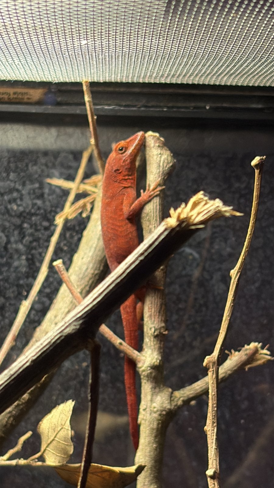 3.0 Anolis sagrei red, Dieren en Toebehoren, Hagedis, 0 tot 2 jaar