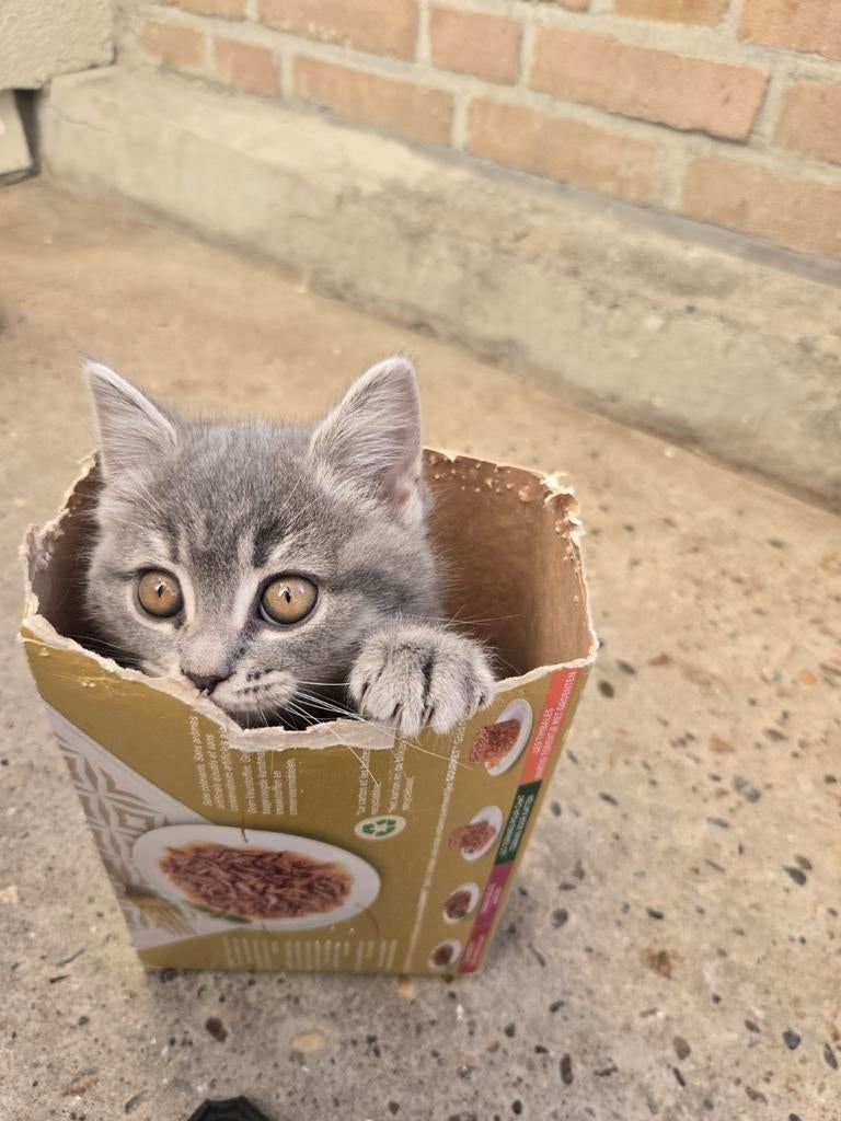vrienden, Poes, 0 tot 2 jaar