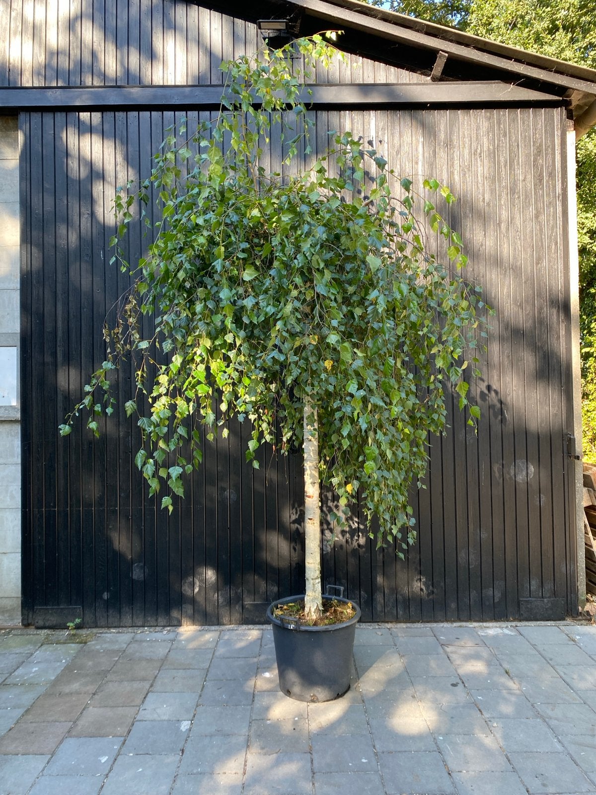 Betula pendula 'Youngii' - Treurberk op stam (220 cm), Tuin en Terras, Treurboom, Lente, 100 tot 250 cm, Ophalen