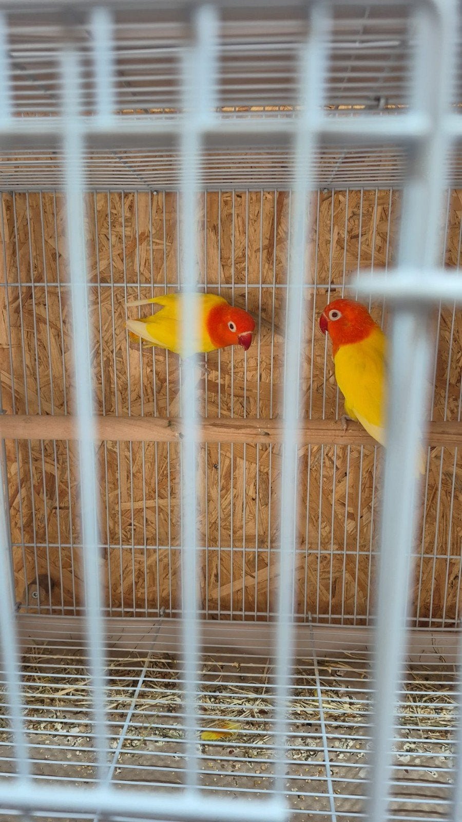 Lutino opaline fischerie bewezen koppel van 25, Dieren en Toebehoren, Vogels | Parkieten en Papegaaien, Meerdere dieren, Dwergpapegaai of Agapornis
