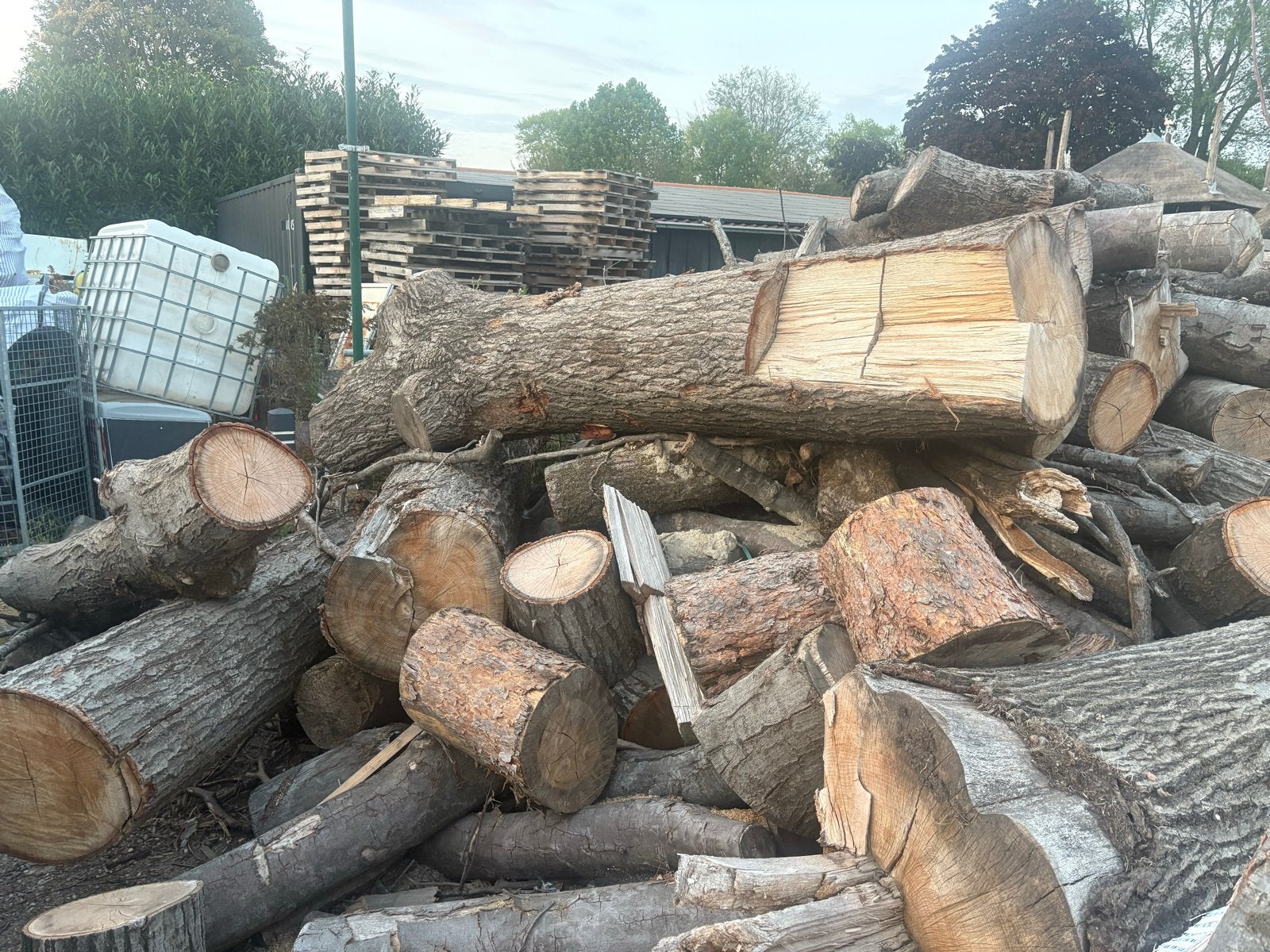 Boomstammen voor kachelhout - Diverse houtsoorten, Tuin en Terras, Haardhout, 6 m³ of meer, Ophalen, Overige houtsoorten, Stammen
