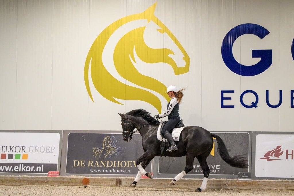 Pension- verkoop - training, Dieren en Toebehoren, Stalling, 2 of 3 paarden of pony's