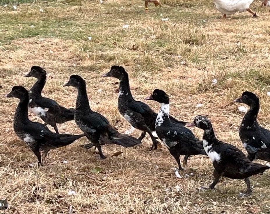 barberie eenden, Dieren en Toebehoren, Pluimvee, Meerdere dieren, Eend