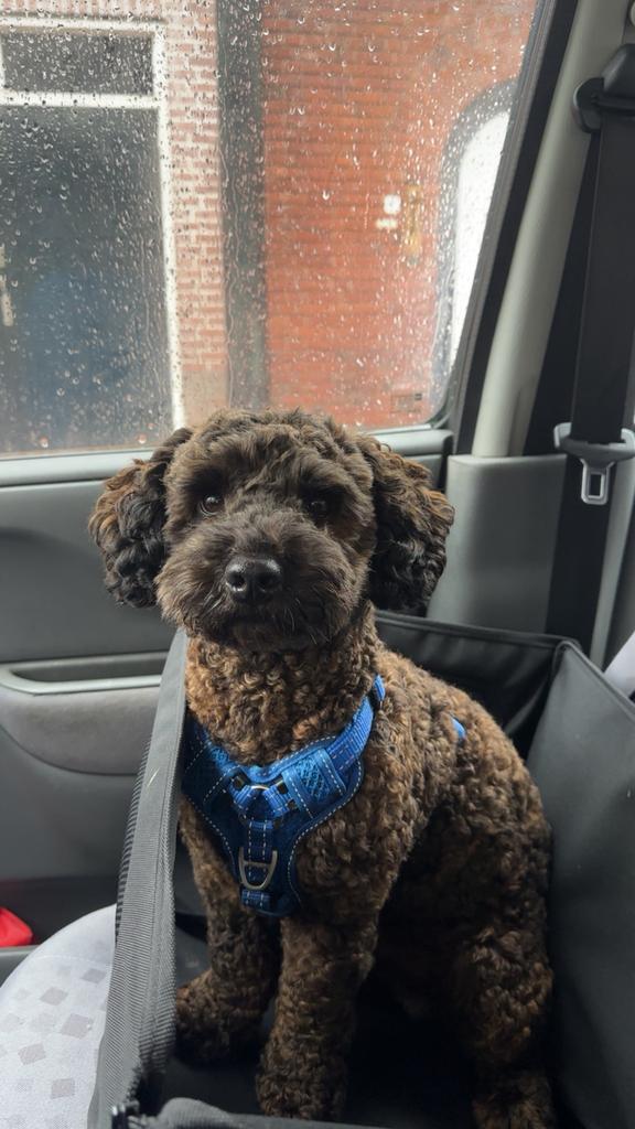 Maltipoo dekreu aangeboden, Reu, 1 tot 2 jaar, Eén hond, Nederland