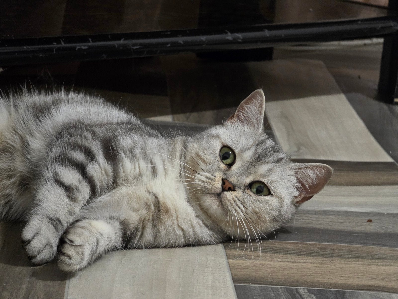 british korthar Black silver tabby, Dieren en Toebehoren, Poes, 0 tot 2 jaar