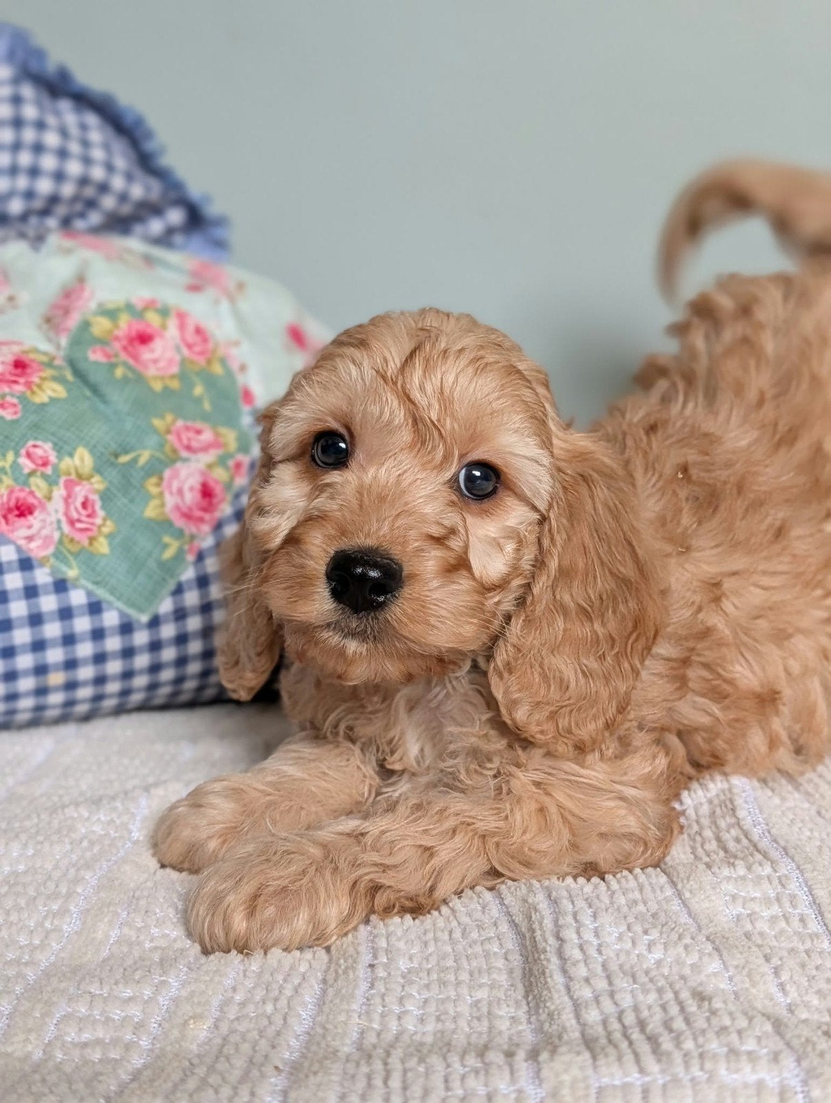 Cockapoo pups .engelse cockerspaniel x dwerg poedel, Overige rassen, 8 tot 15 weken, CDV (hondenziekte), Meerdere